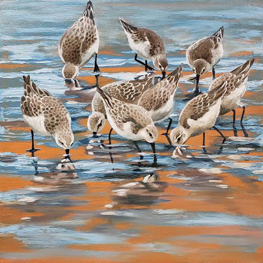 Semipalmated Sandpipers, Oil on canvas, 16 x 16