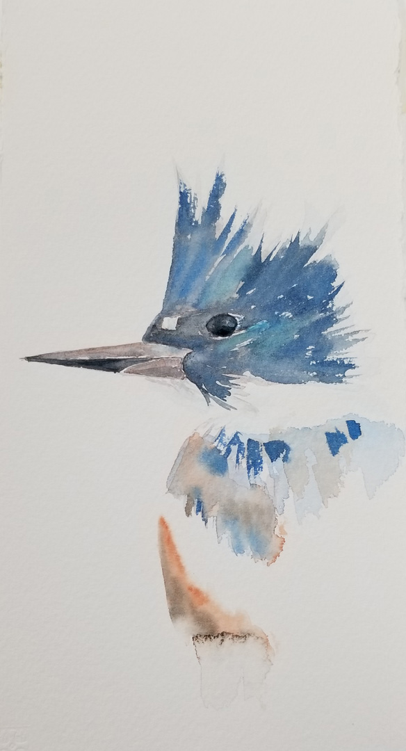 Belted Kingfisher, Watercolor on paper, 7 x 12