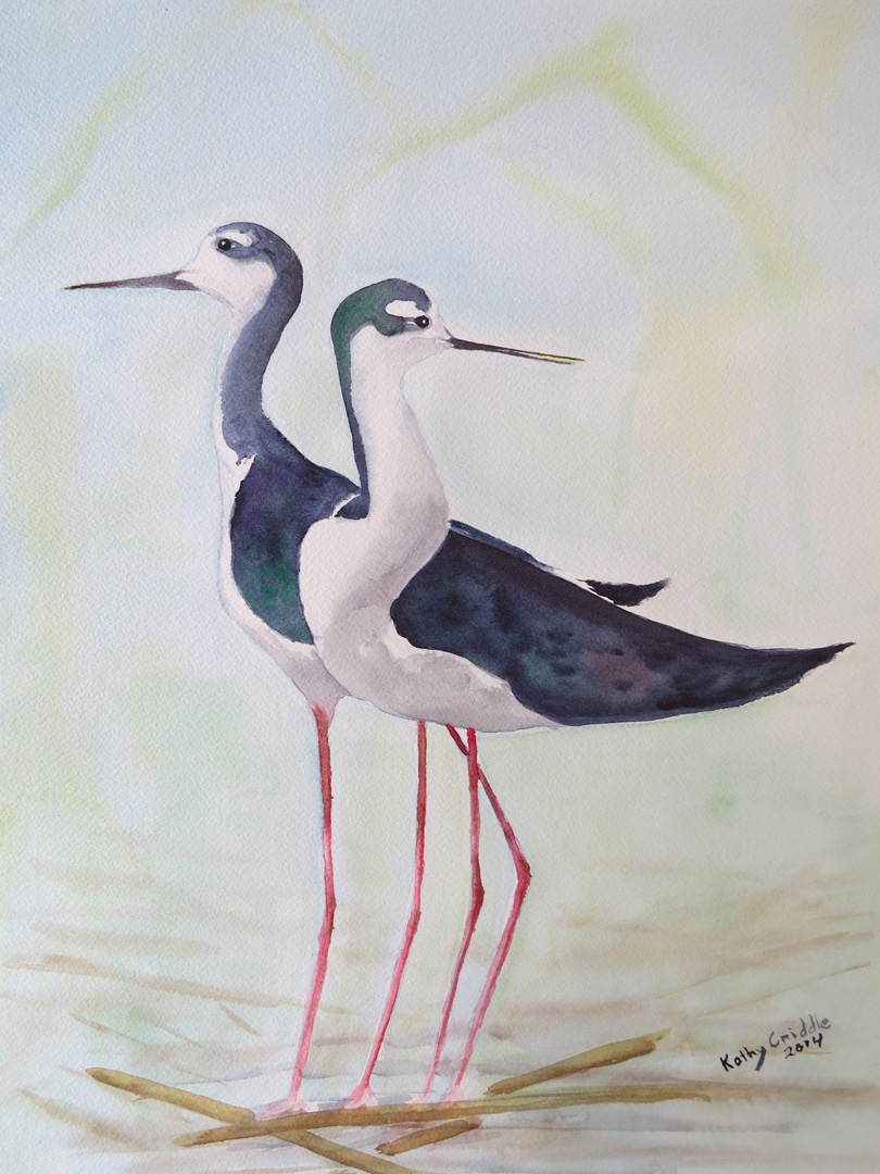 Black-necked Stilts, Watercolor on paper, 12 x 16