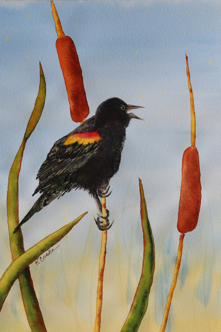 Red-winged Blackbird, Watercolor on paper, 12 x 16