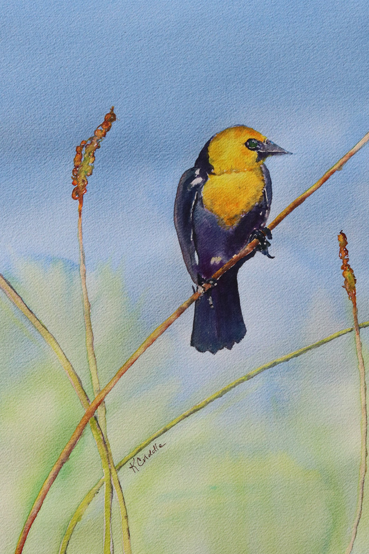 Yellow-headed Blackbird, Watercolor on paper, 12 x 16