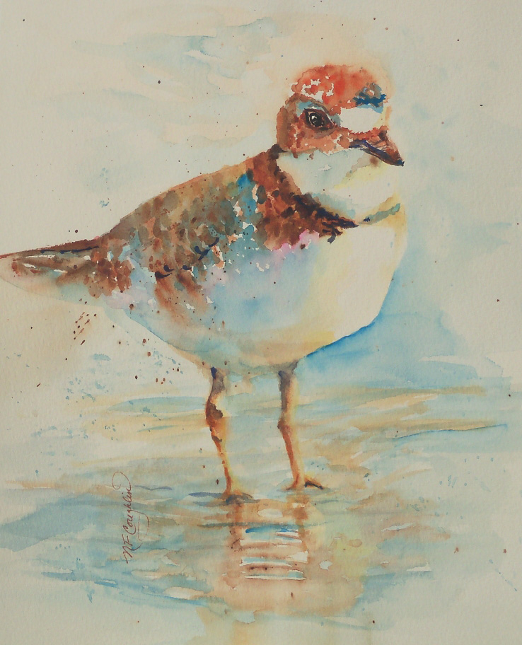 Piping Plover, Watercolor on paper, 11 x 14