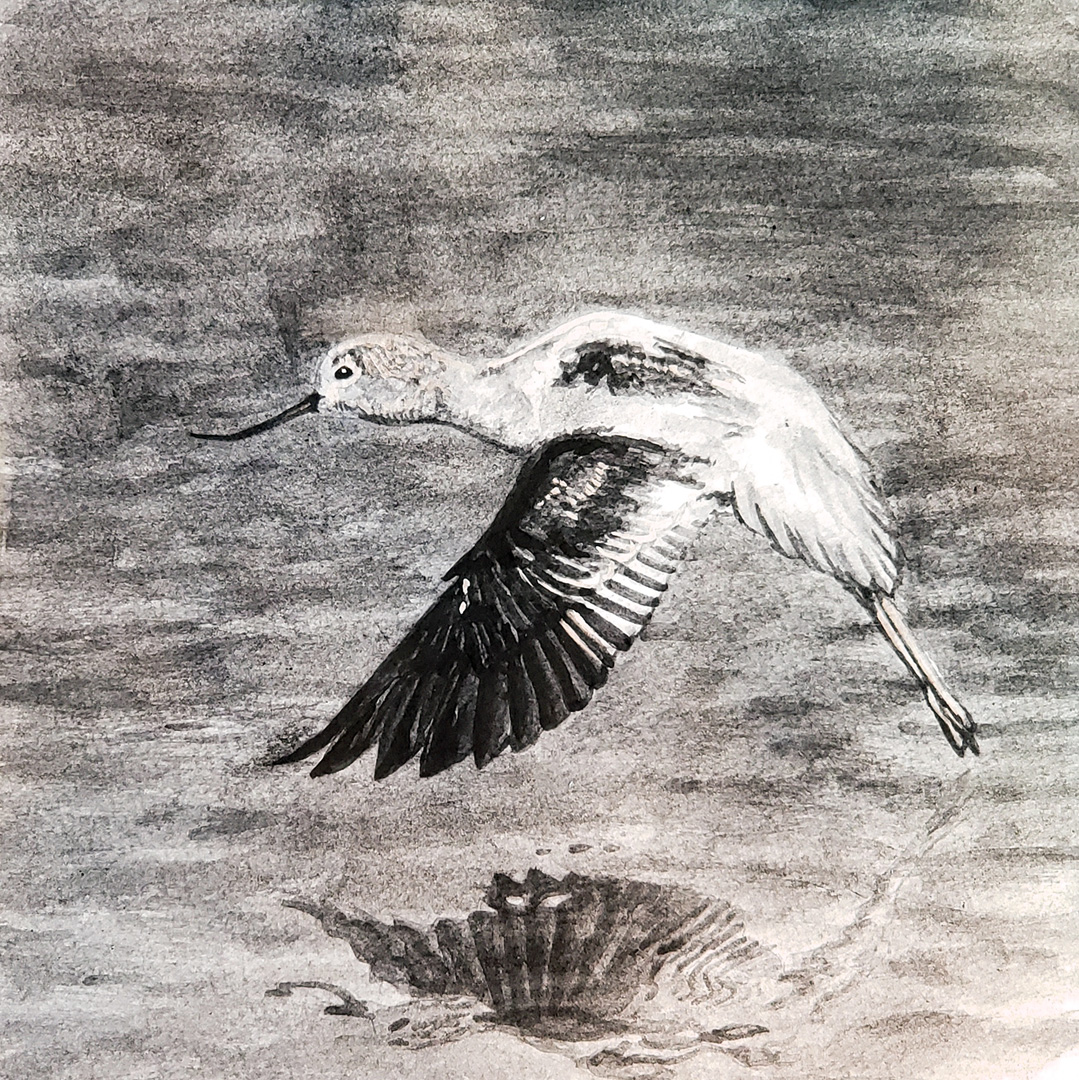 American Avocet, Charcoal wash on paper, 9 x 9
