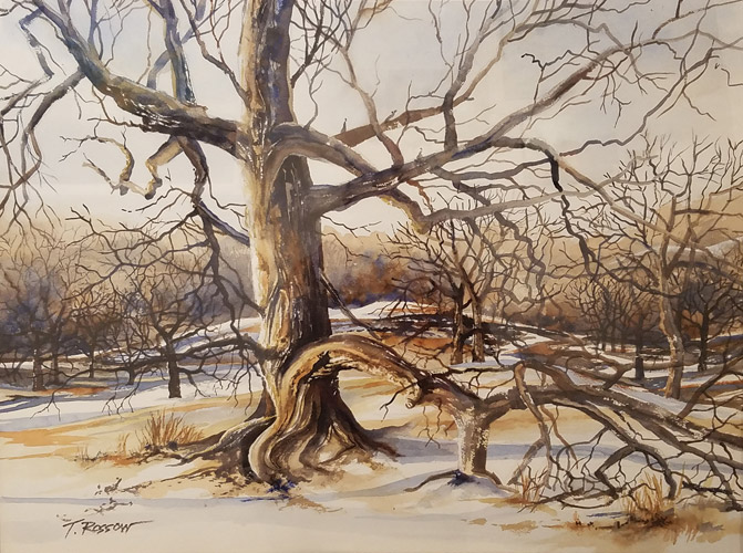 Old Oak in Snow, Watercolor, 24x18