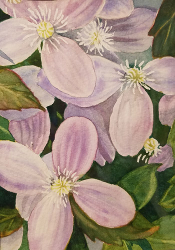 Clematis, Watercolor, 5x7