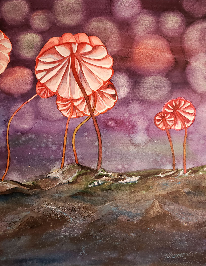 Mycology IV, Watercolor on paper, 10½ x 13½
