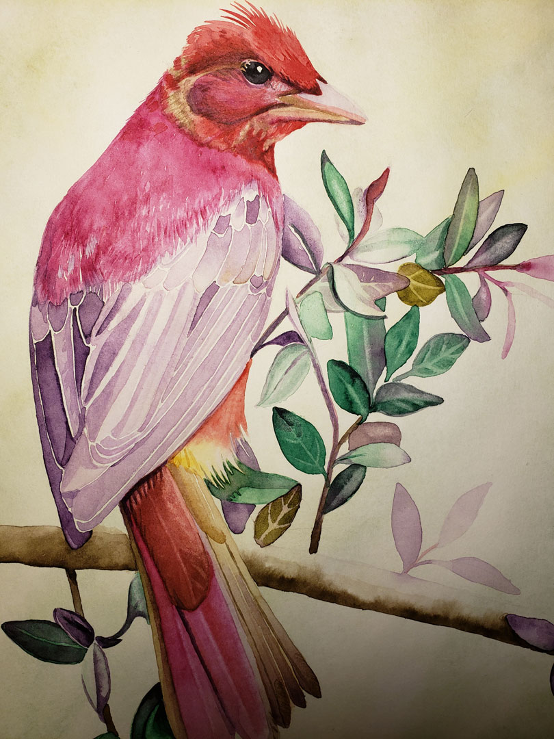 Ornithology I, Watercolor on paper, 11½ x 17½