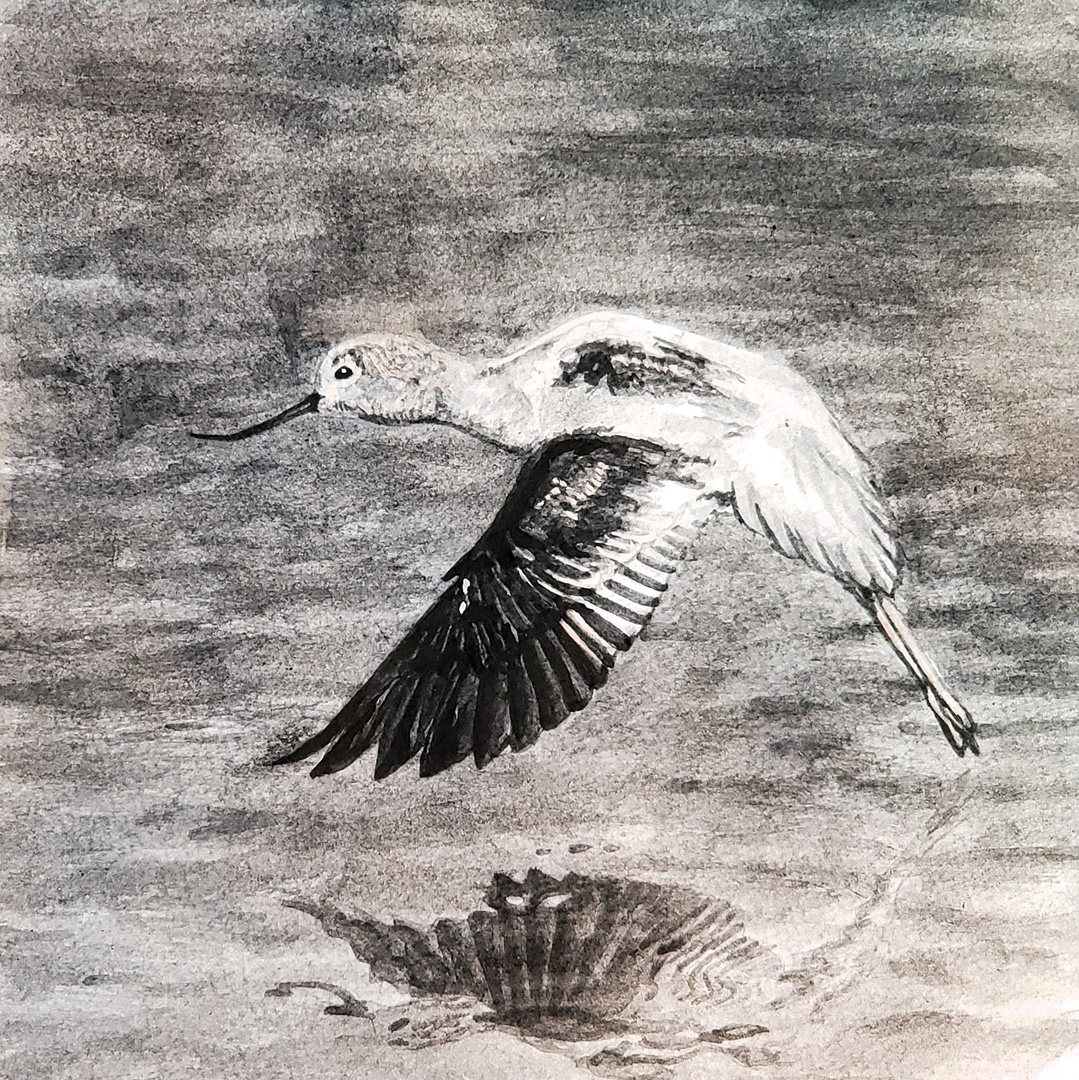 American Avocet, Charcoal wash on paper, 9 x 9