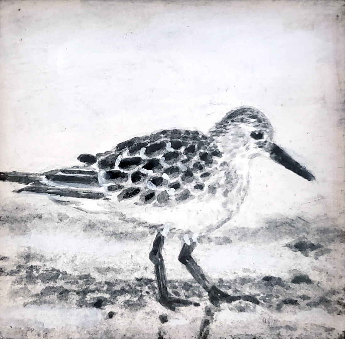 Sandpiper I, Charcoal wash on paper, 3 x 3