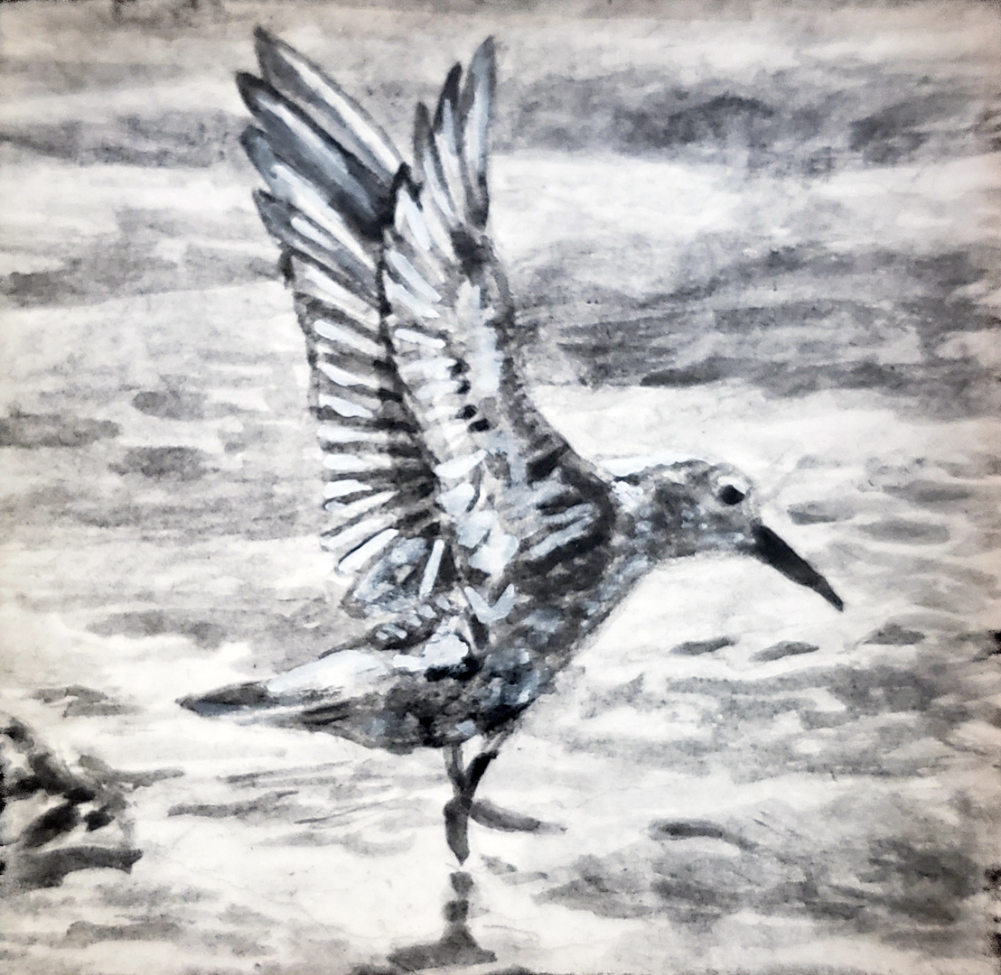 Sandpiper V, Charcoal wash on paper, 3 x 3