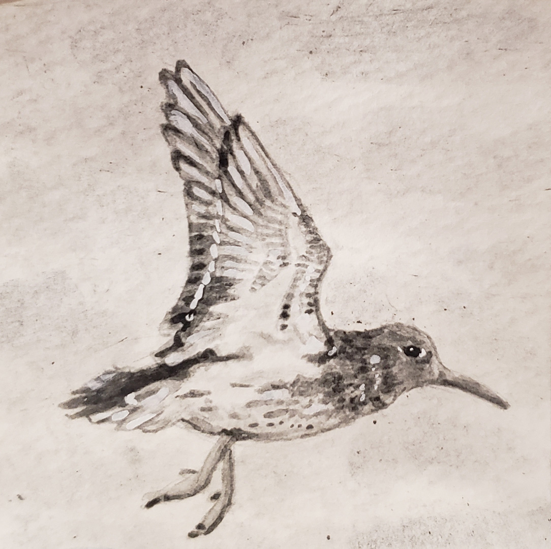 Sandpiper VI, Charcoal wash on paper, 3 x 3