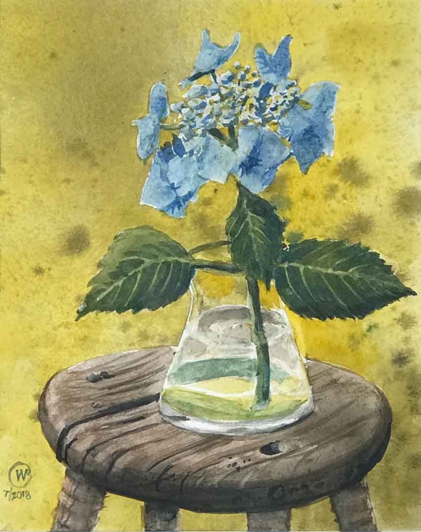 Lace Cap Hydrangeas II, Watercolor on paper, 8 x 10