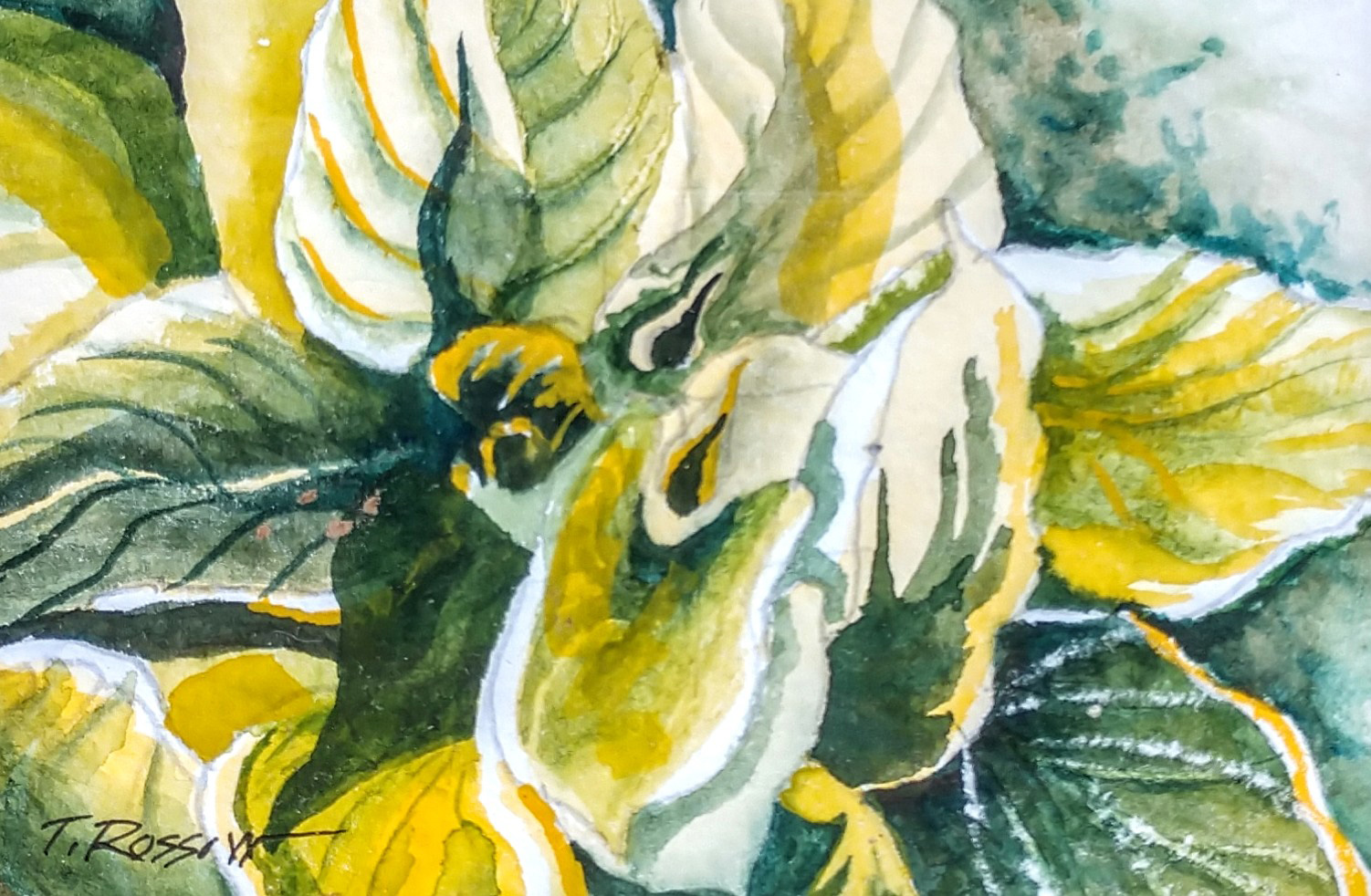 Hosta (top view), Watercolor on paper, 4.5 x 3
