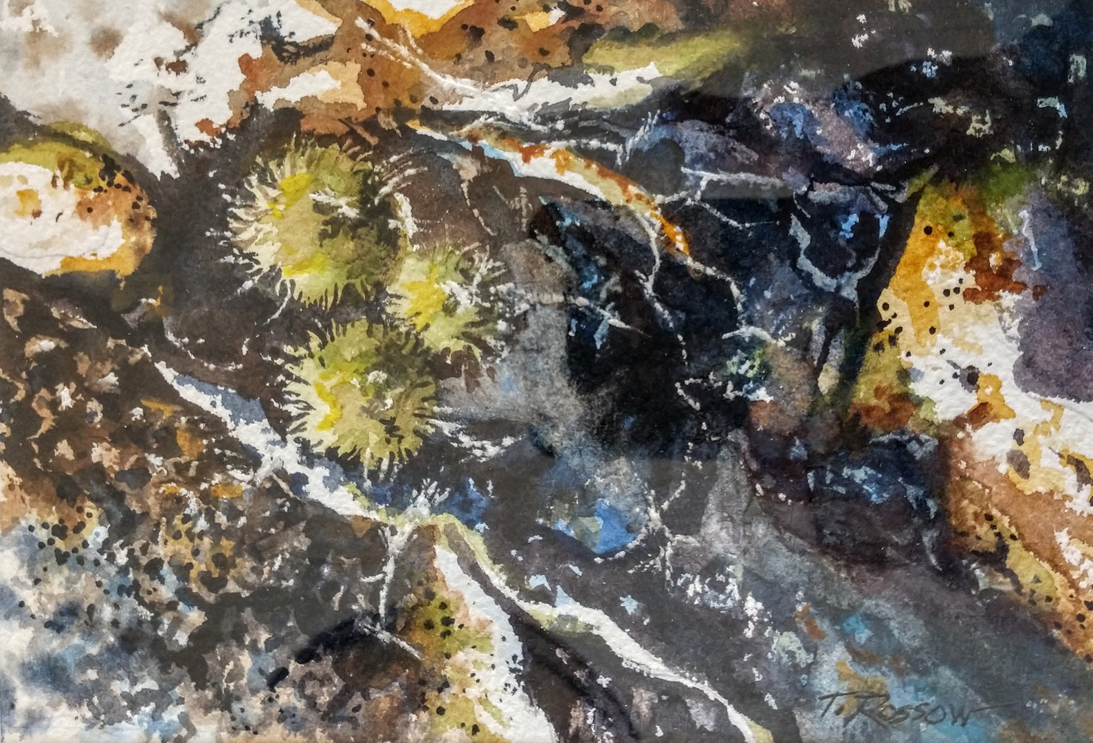 Tide Pool with Anemones, Watercolor on paper, 6.5 x 4.5