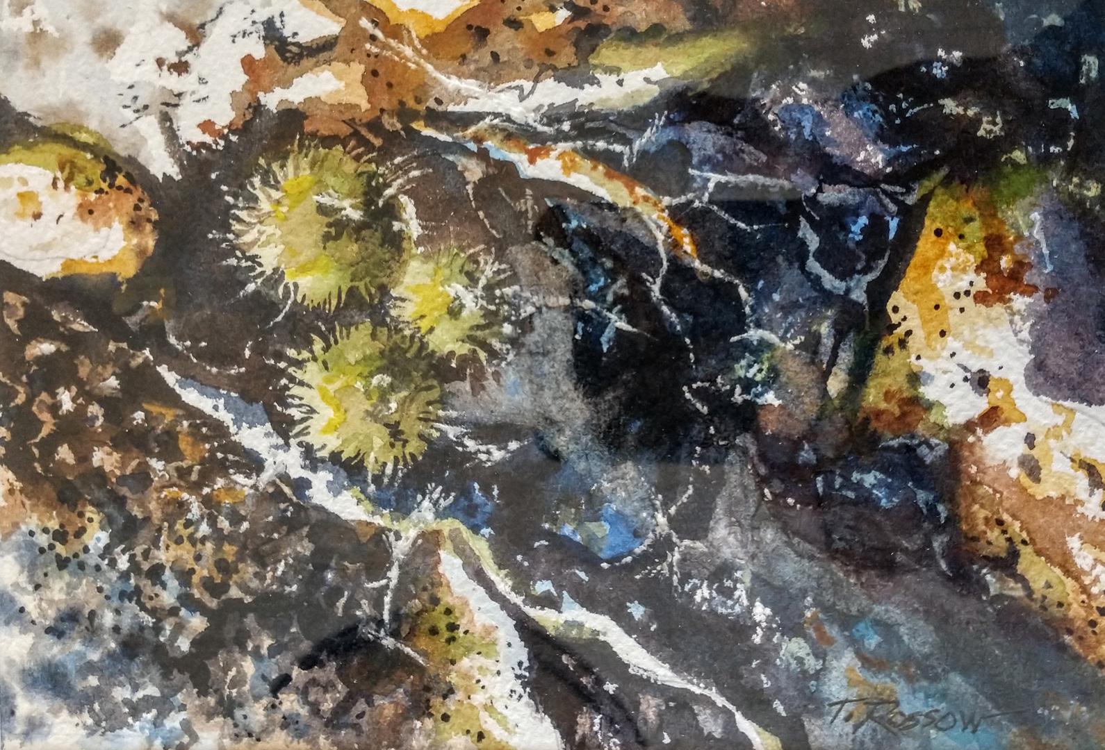 Tide Pool with Anemones, Watercolor on paper, 6.5 x 4.5